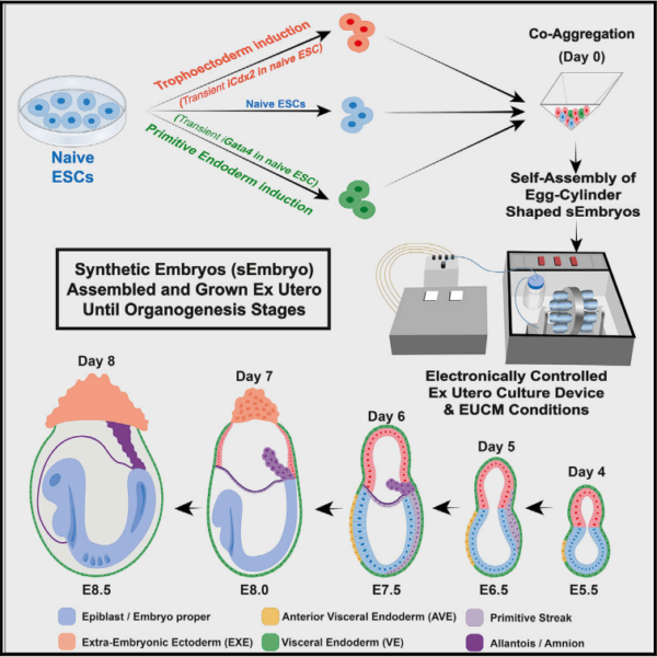 Accurate De Novo Design Of Membrane Traversing Macrocycles Science