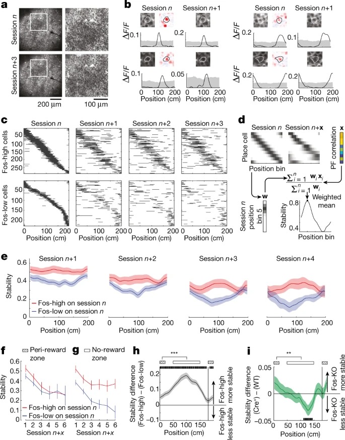 Fos ensembles encode and shape stable spatial maps in the hippocampus