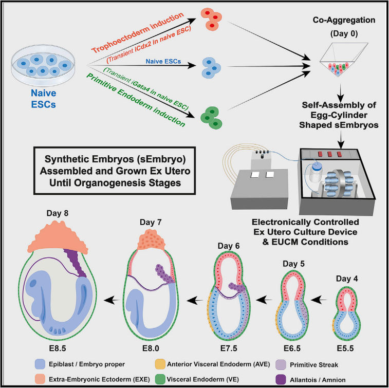 Post-gastrulation synthetic embryos generated ex utero from mouse naive ESCs