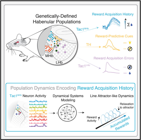 Cell-type-specific population dynamics of diverse reward computations