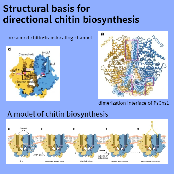 Structural basis for directional chitin biosynthesis