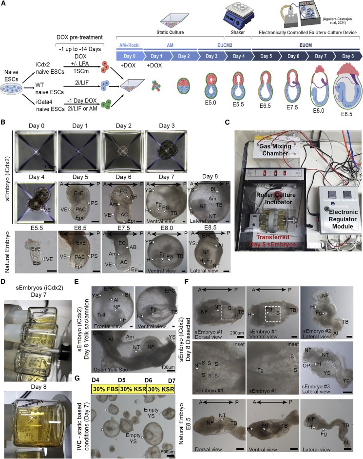 Post-gastrulation synthetic embryos generated ex utero from mouse naive ESCs