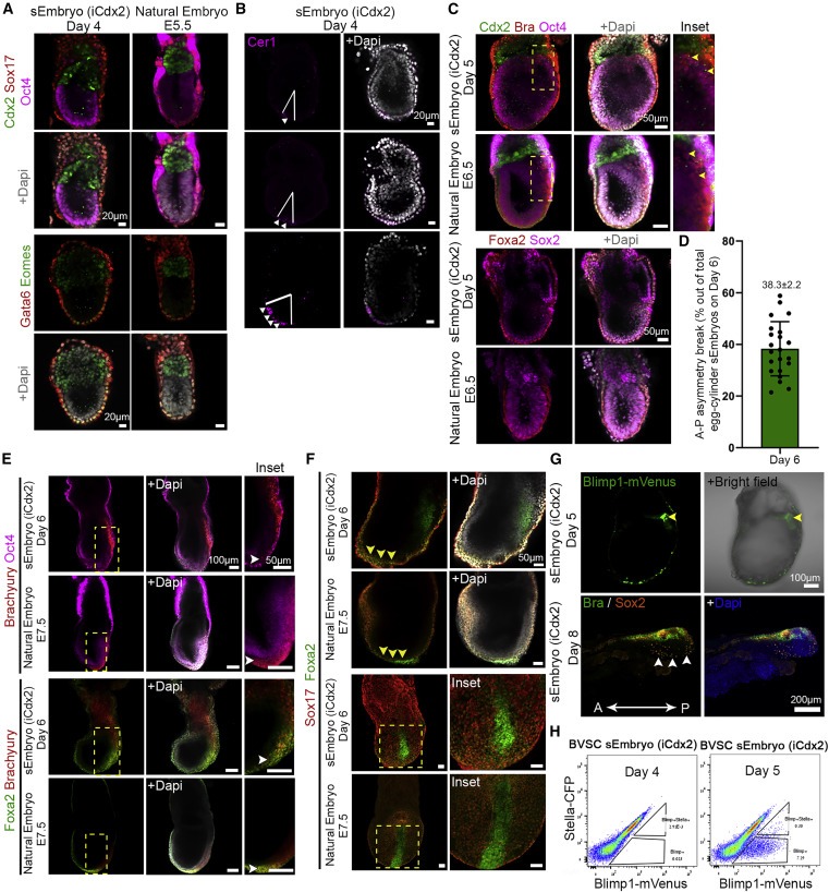 Post-gastrulation synthetic embryos generated ex utero from mouse naive ESCs