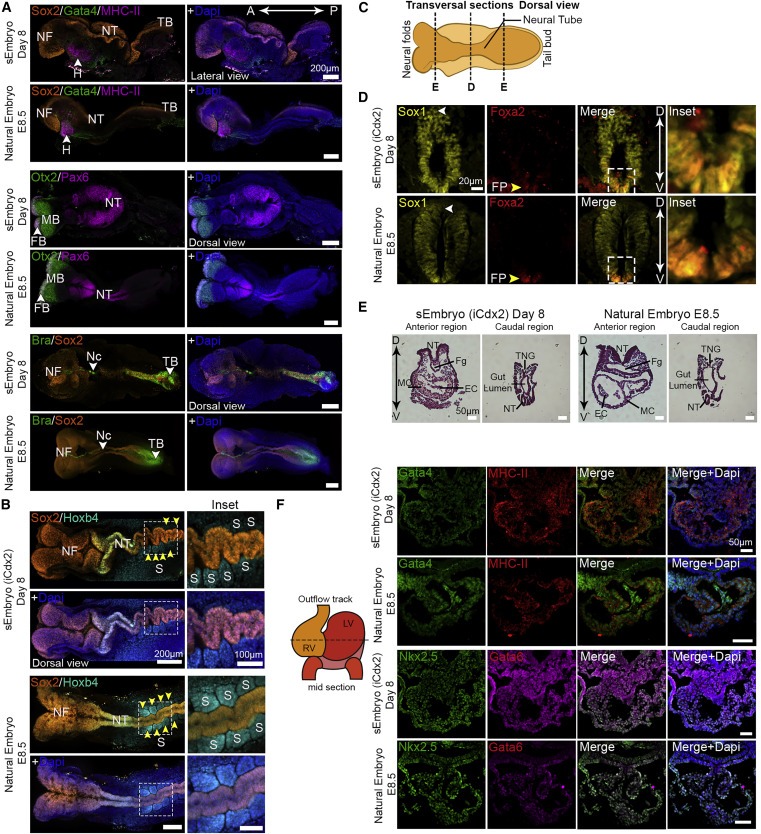 Post-gastrulation synthetic embryos generated ex utero from mouse naive ESCs