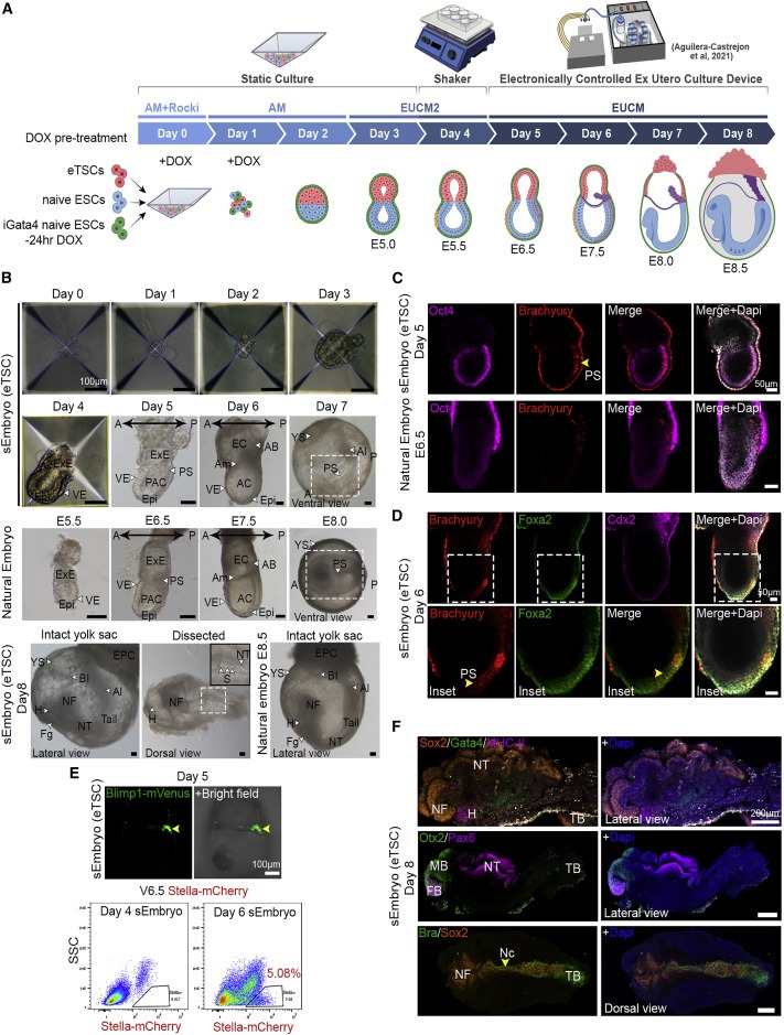 Post-gastrulation synthetic embryos generated ex utero from mouse naive ESCs