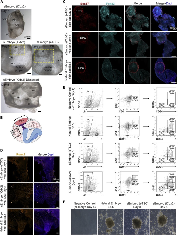 Post-gastrulation synthetic embryos generated ex utero from mouse naive ESCs