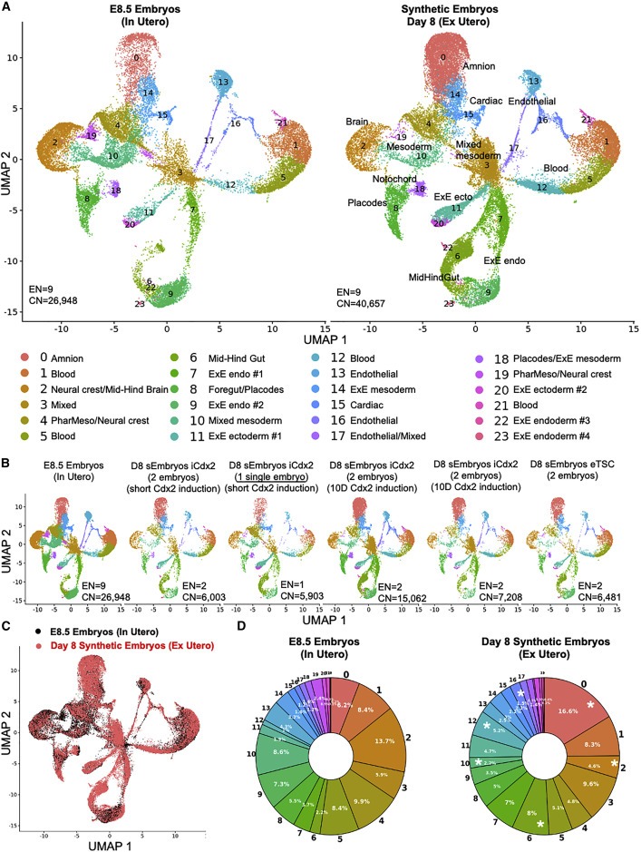 Post-gastrulation synthetic embryos generated ex utero from mouse naive ESCs