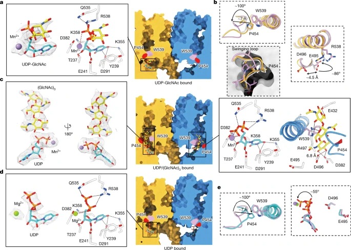 Structural basis for directional chitin biosynthesis