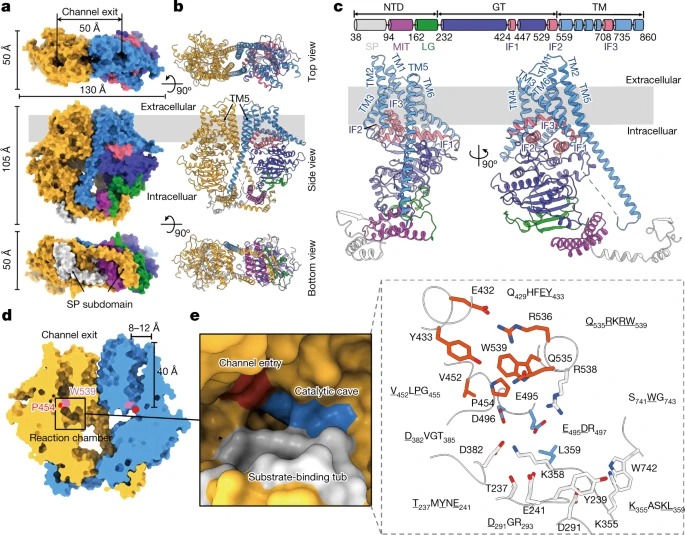 Structural basis for directional chitin biosynthesis