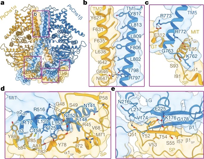 Structural basis for directional chitin biosynthesis