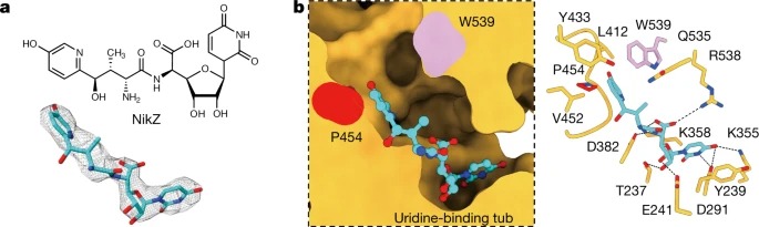 Structural basis for directional chitin biosynthesis