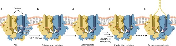 Structural basis for directional chitin biosynthesis