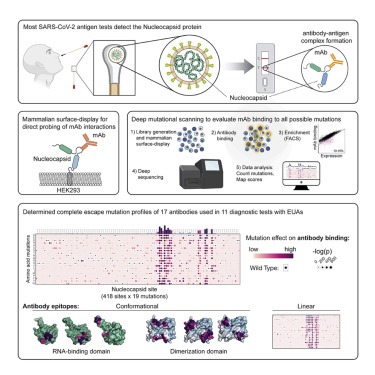 Deep mutational scanning identifies SARS-CoV-2 Nucleocapsid escape mutations of currently available rapid antigen tests