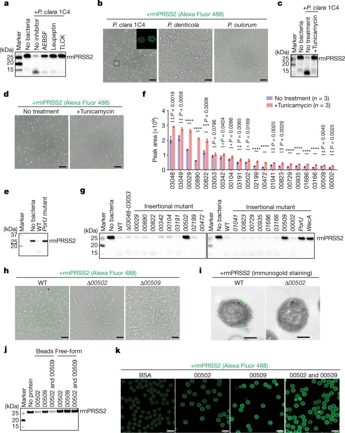 Identification of trypsin-degrading commensals in the large intestine