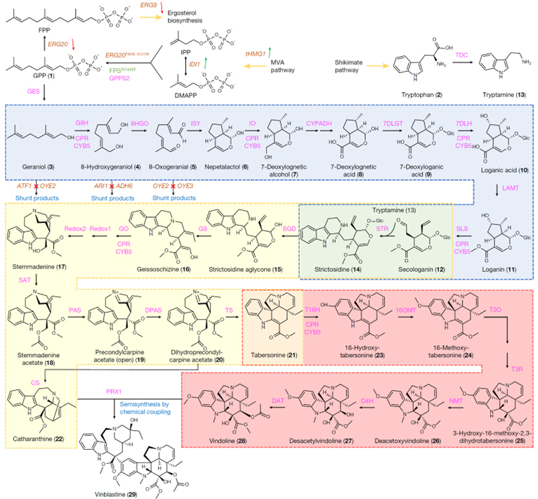 A microbial supply chain for production of the anti-cancer drug vinblastine