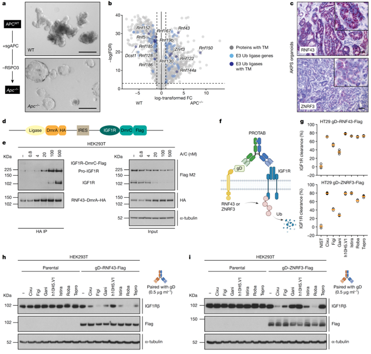 Antibody targeting of E3 ubiquitin ligases for receptor degradation