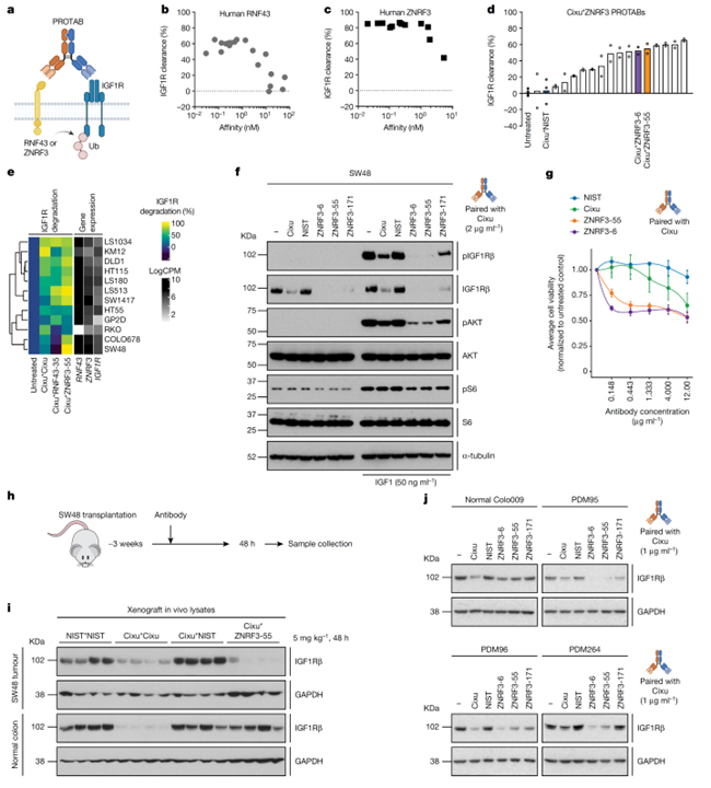 Antibody targeting of E3 ubiquitin ligases for receptor degradation