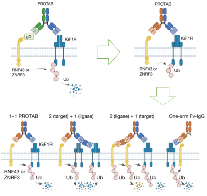 Read more about the article Antibody targeting of E3 ubiquitin ligases for receptor degradation