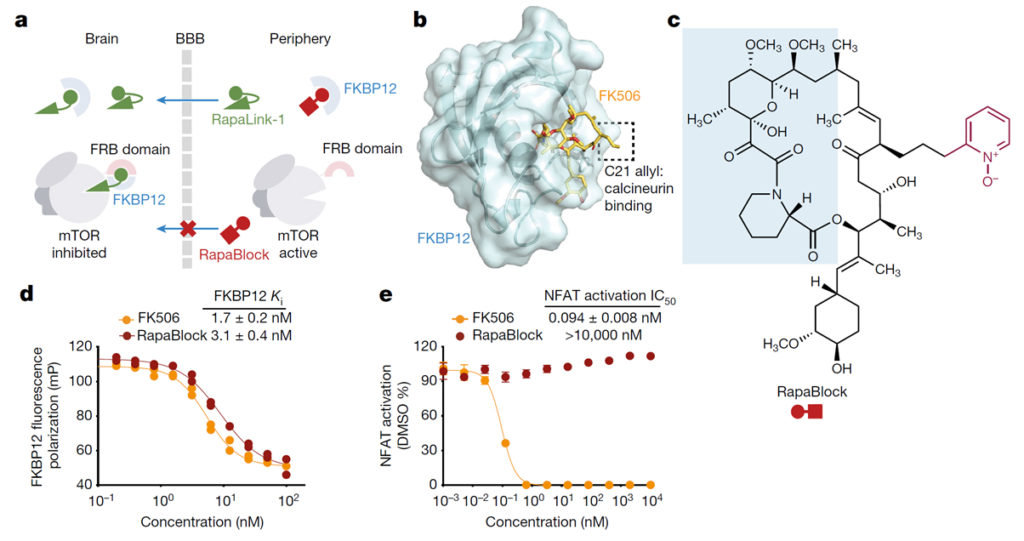 Brain-restricted mTOR inhibition with binary pharmacology