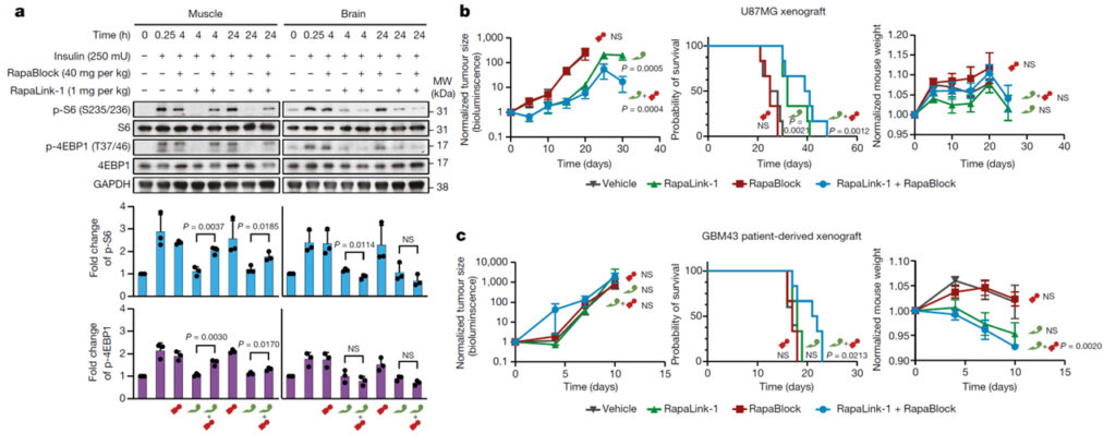 Brain-restricted mTOR inhibition with binary pharmacology