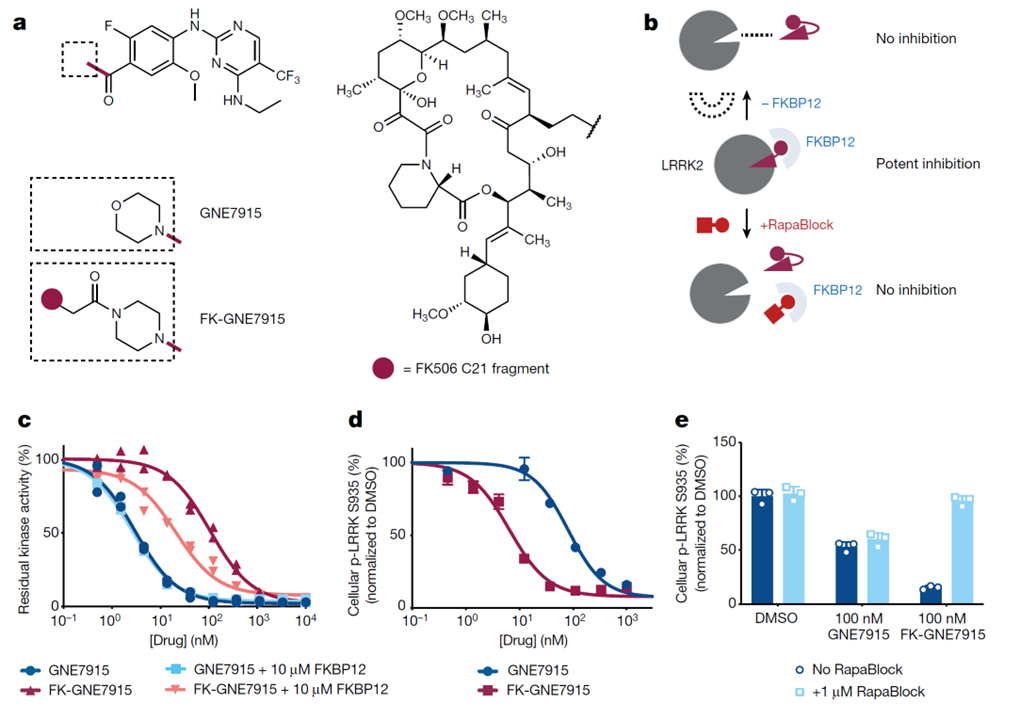 Brain-restricted mTOR inhibition with binary pharmacology