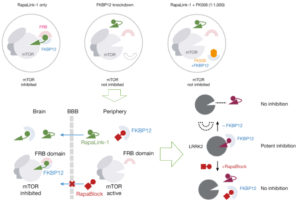 Read more about the article Brain-restricted mTOR inhibition with binary pharmacology