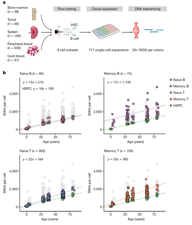 Diverse mutational landscapes in human lymphocytes