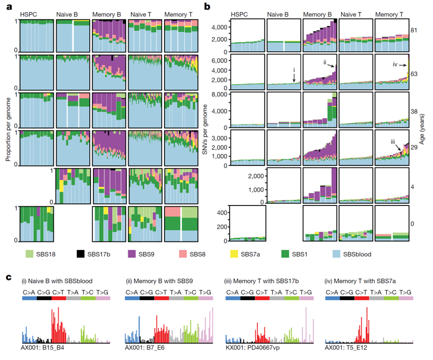 Diverse mutational landscapes in human lymphocytes