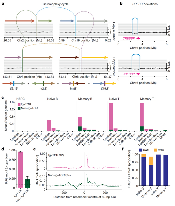 Diverse mutational landscapes in human lymphocytes