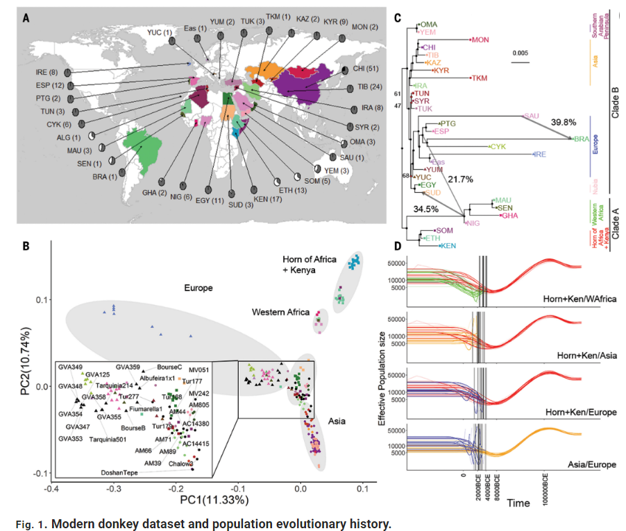 Modern donkey dataset and population evolutionary history