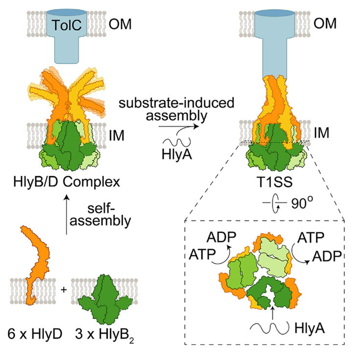 The hemolysin A secretion system is a multi-engine pump containing three ABC transporters