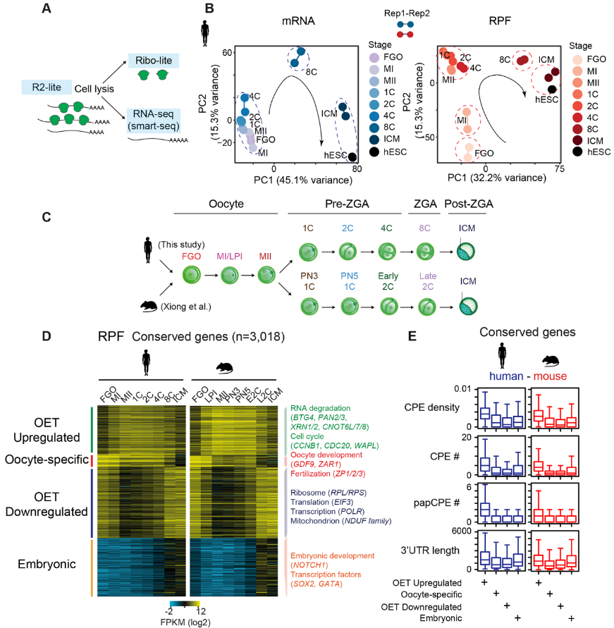 Translatome and transcriptome co-profiling reveals a role of TPRXs in human zygotic genome activation