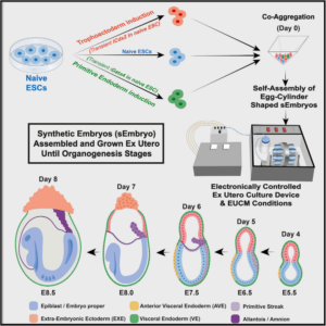 Read more about the article Post-gastrulation synthetic embryos generated ex utero from mouse naive ESCs