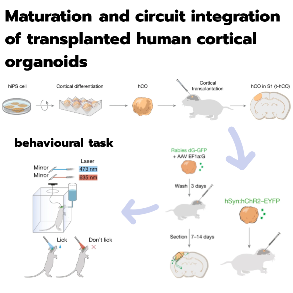 Maturation and circuit integration of transplanted human cortical organoids