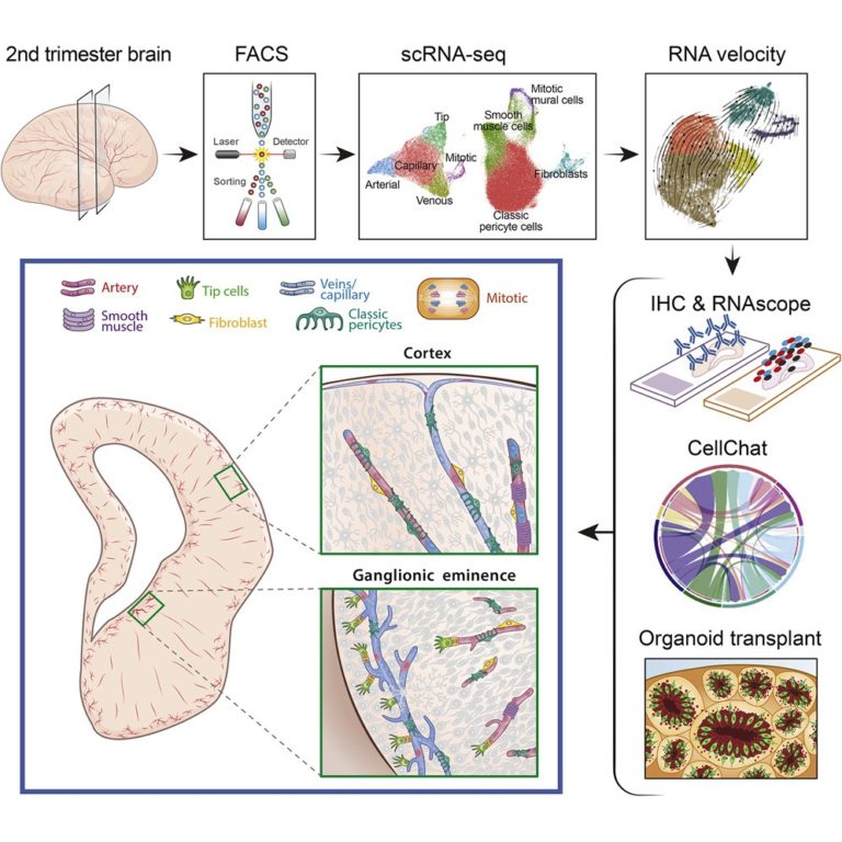 Ensembles of endothelial and mural cells promote angiogenesis in prenatal human brain