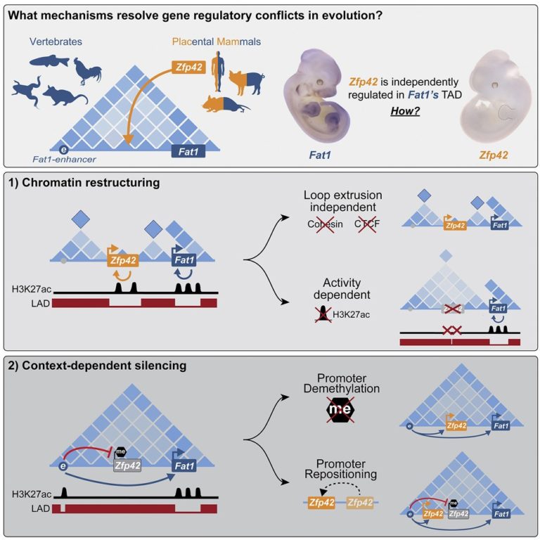 Repression and 3D-restructuring resolves regulatory conflicts in evolutionarily rearranged genomes