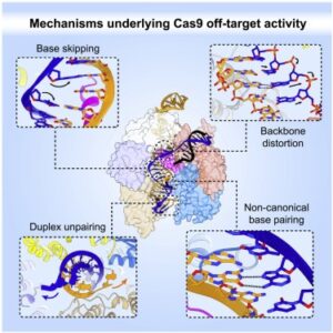 Read more about the article Structural basis for Cas9 off-target activity