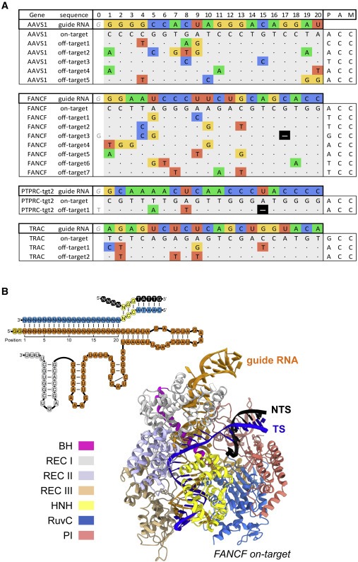 Structural basis for Cas9 off-target activity