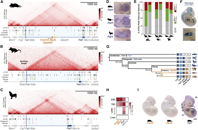 Repression and 3D-restructuring resolves regulatory conflicts in evolutionarily rearranged genomes