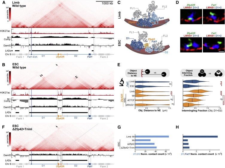 Repression and 3D-restructuring resolves regulatory conflicts in evolutionarily rearranged genomes