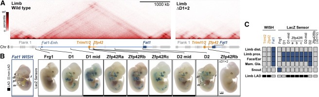 Repression and 3D-restructuring resolves regulatory conflicts in evolutionarily rearranged genomes