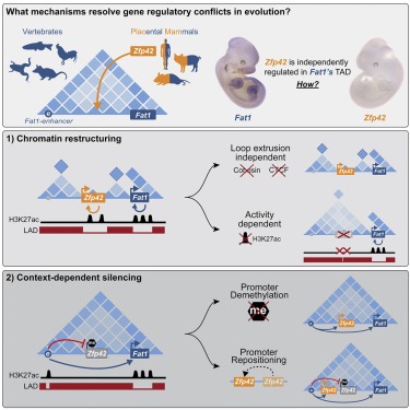 Read more about the article Repression and 3D-restructuring resolves regulatory conflicts in evolutionarily rearranged genomes