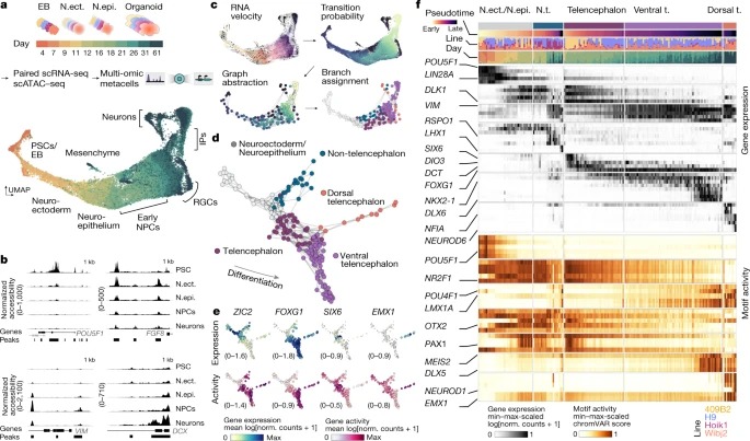 Inferring and perturbing cell fate regulomes in human brain organoids