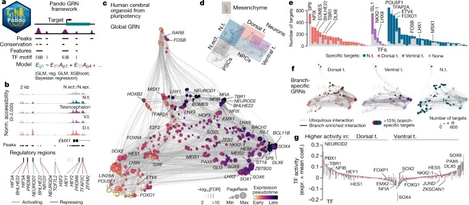 Inferring and perturbing cell fate regulomes in human brain organoids