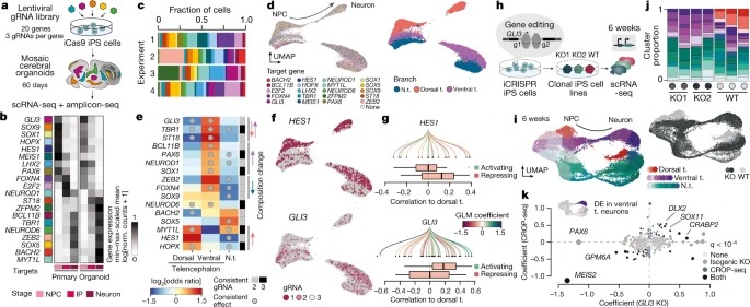 Inferring and perturbing cell fate regulomes in human brain organoids