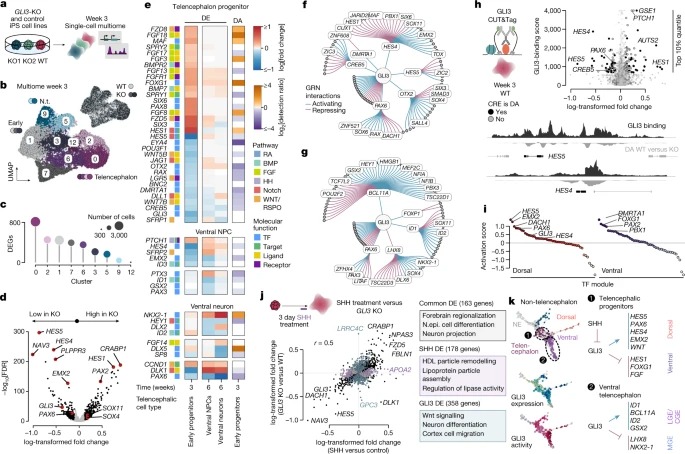 Inferring and perturbing cell fate regulomes in human brain organoids