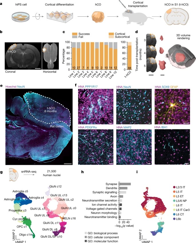 Maturation and circuit integration of transplanted human cortical organoids