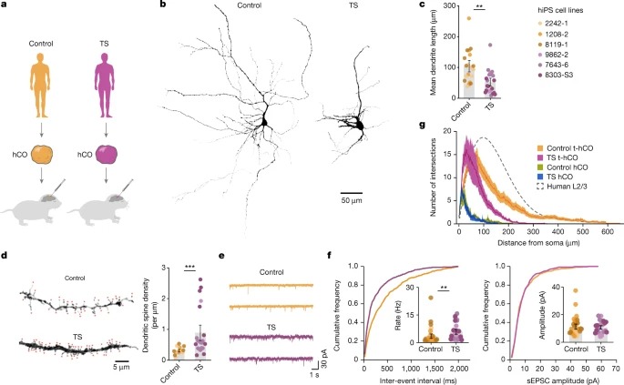 Maturation and circuit integration of transplanted human cortical organoids