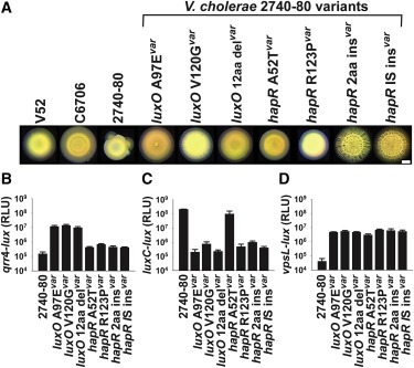 Quorum-sensing- and type VI secretion-mediated spatiotemporal cell death drives genetic diversity in Vibrio cholerae