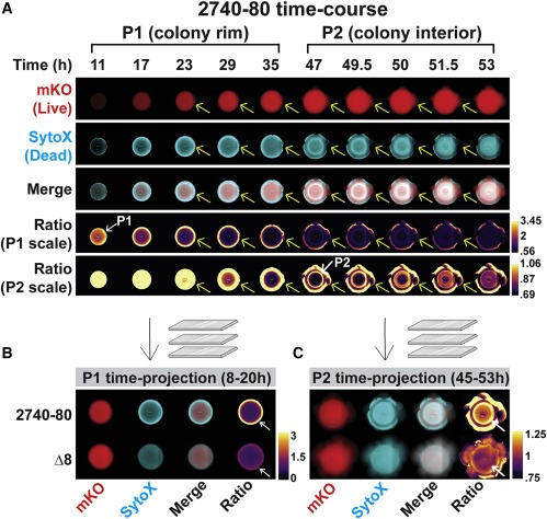 Quorum-sensing- and type VI secretion-mediated spatiotemporal cell death drives genetic diversity in Vibrio cholerae